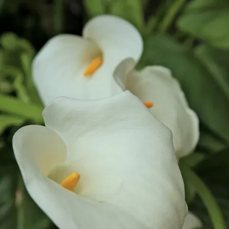 Degli Amici Szálloda