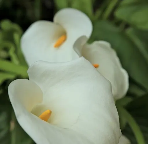 Degli Amici Ξενοδοχείο